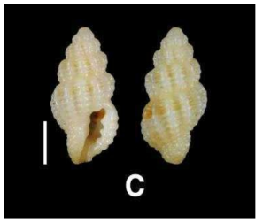 Philbertia (Leufroyia) subspurca