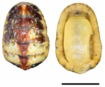 Tonicella undocaerulea. Left, Dorsal view; Right, Ventral view. Scale bar= 5 ㎜