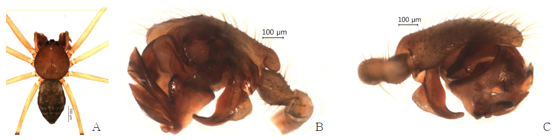 Arcuphantes chiakensis n. sp.: A, male, dorsal view; B, palp, retrolateral view; C. ditto, prolateral view