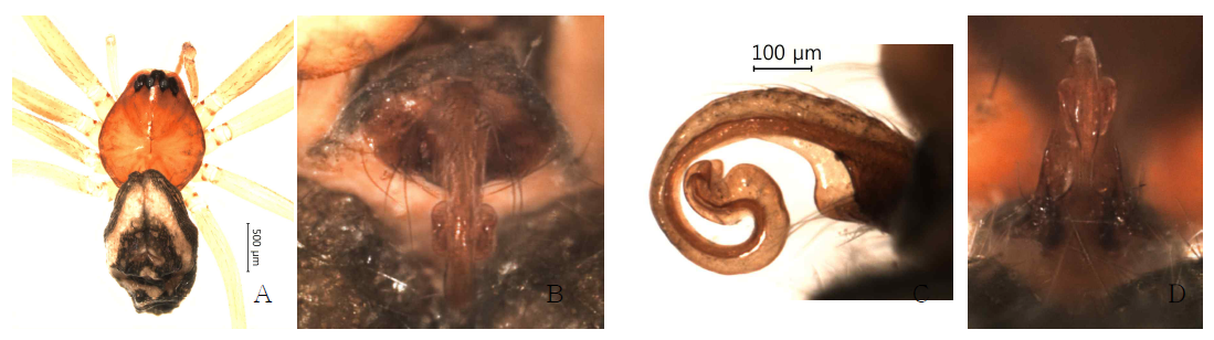 Arcuphantes longiconvolutus n. sp.: A, female, dorsal view; B, epigynum, ventral view; C. ditto, lateral view; D. ditto, posterior view