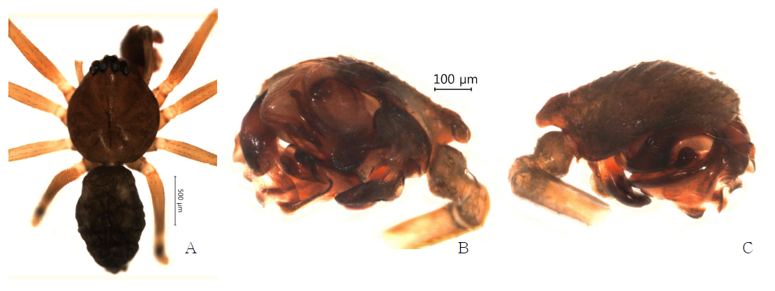 Arcuphantes pennatoides n. sp. : A, male, dorsal view; B, palp, retrolateral view; C. ditto, prolateral view