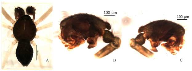 Arcuphantes pyeongchangensis n. sp.: A, male, dorsal view; B, palp, retrolateral view; C. ditto, prolateral view