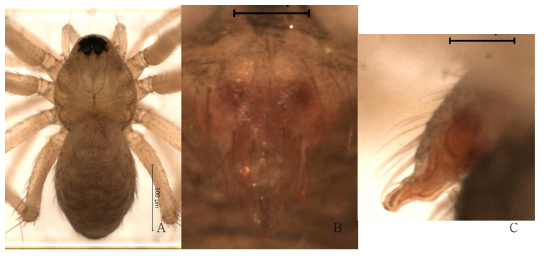 Doenitzius minutus n. sp.: A, female, dorsal view; B, epigynum, ventral view; C. idem, lateral view