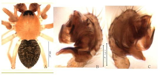 Collis flavus n. sp.: A, male, dorsal view; B, palp, retrolateral view; C. idem, prolateral view