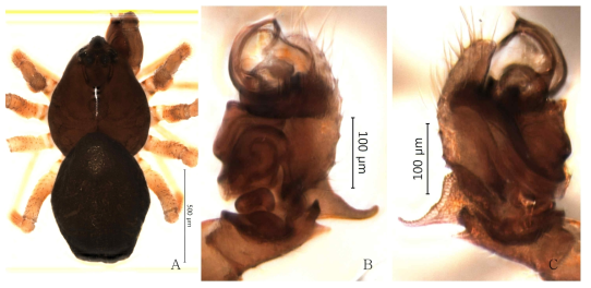 Pelecopsis bigibba n. sp. : A, male, dorsal view; B, palp, retrolateral view; C. idem, prolateral view