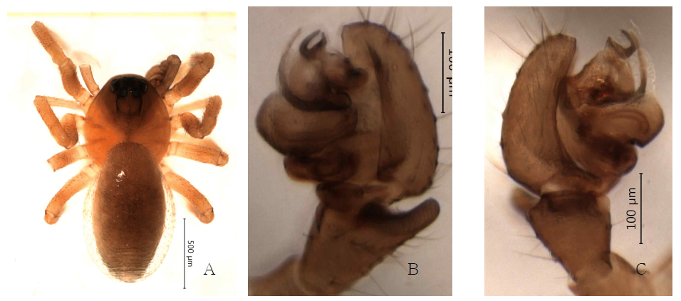 Pelecopsis brunea n. sp.: A, male, dorsal view; B, palp, retrolateral view; C. idem, prolateral view