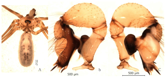 Pholcus n. sp. 6 : A, male, dorsal view; B, palp, retrolateral view; C. idem, prolateral view