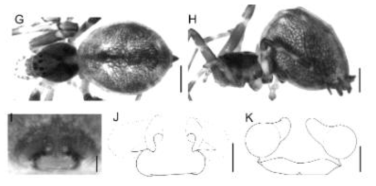 Octonoba bicornuta n. sp