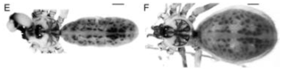 Pholcus pyeongchangensis n. sp