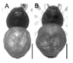 Cnephalocotes ferrugineus n. sp