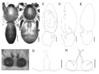 Phrurolithus pennatoides n. sp