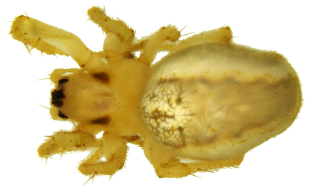 Neoscona sp. 2. Female body, habitus in specimen