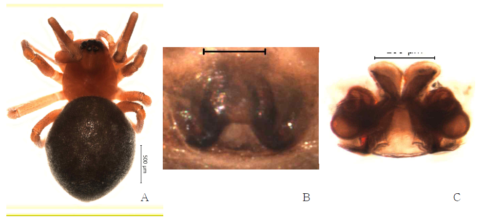 Hypselistes australis Saito and Ono, 2001: A, female, dorsal view; B, epigynum, ventral view; C. internal genitalia, dorsal view