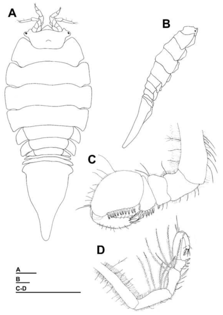 Symmius caudatus, female. A, Habitus, dorsal view; B, Habitus, lateral view; C, Pereopod 1; D, Pereopod 7. Scale bars = 1 mm