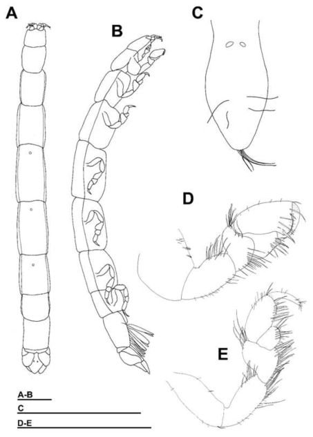 Caenanthura engimatica, female. A, Habitus, dorsal view; B, Habitus, lateral view; C, Pleotelson; D, Pereopod 1; E, Pereopod 2. Scale bars = 1 mm