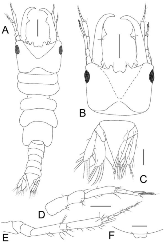 Elaphognathia monodi, male. A, Habitus, dorsal view; B, Cephalon; C, Pleotelson and uropod; D, Antennule; E, Antenna; F. Penes. Scale bars: A− B=0.5 mm, C−E=0.2 mm, F=0.1 mm