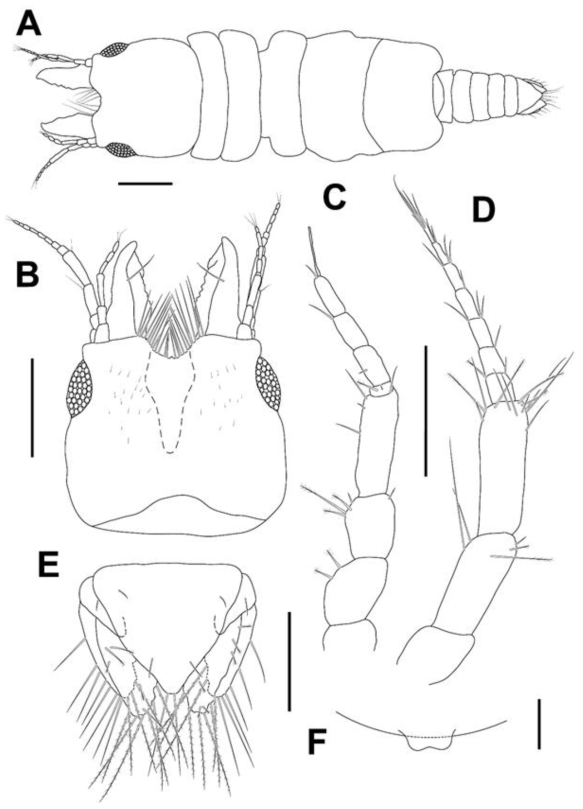 Elaphognathia kikuchii, male. A, Habitus, dorsal view; B, Cephalon; C, Antennule; D, Antenna; E, Pleotelson and uropod; F. Penes. Scale bars: A, B=0.5 mm, C−E=0.2 mm, F=0.1 mm