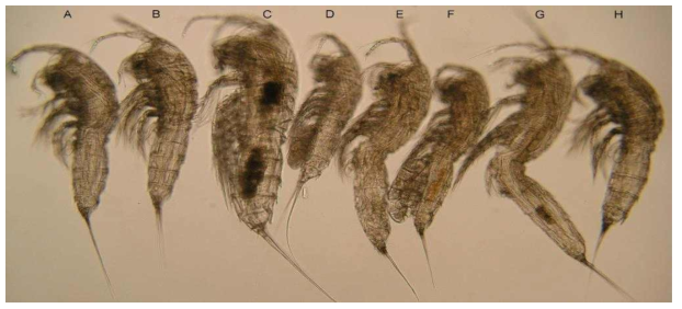 Group photo in glycerol of females of closely related Sarsamphiascusspecies from Korea, showing size differences and habitus shapes: A, Sarsamphiascus parawidoensis n. sp. from Dongdong; B, S. wido n. sp. from Dongdong; C, S. nonwidoensis n. sp. from Dongdong; D, S. dongdongensis n. sp. from Dongdong; E, S. jejuensisn. sp. from Jeju; F, S. busanensis n. sp. from Busan; G, S. wido n. sp., from Yeosu; H, S. wido n. sp. from Wido.Note: all species not listed in this report were identified and reported in previous years