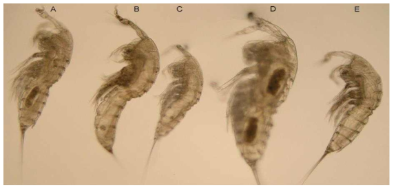 Group photo in glycerol of males of closely related Sarsamphiascusspecies from Korea, showing size differences and habitus shapes: A, S. wido n. sp. from Wido; B, S. wido n. sp., from Yeosu; C, S. dongdongensis n. sp. from Dongdong; D, S. nonwidoensis n. sp. from Dongdong; E, S. wido n. sp. from Dongdong. Note: all species not listed in this report were identified and reported in previous years