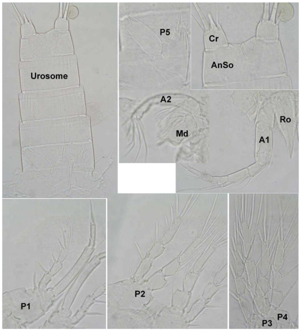 Light photographs of Sarsamphiascus dongdongensis n. sp., showing urosome, caudal rami (Cr), anal somite (AnSo), rostrum (Ro), and major appendages: antennule (A1), antenna (A2), mandible (Md), first swimming leg (P1), second swimming leg (P2), third swimming leg (P3), fourth swimming leg (P4), and fifth leg (P5)