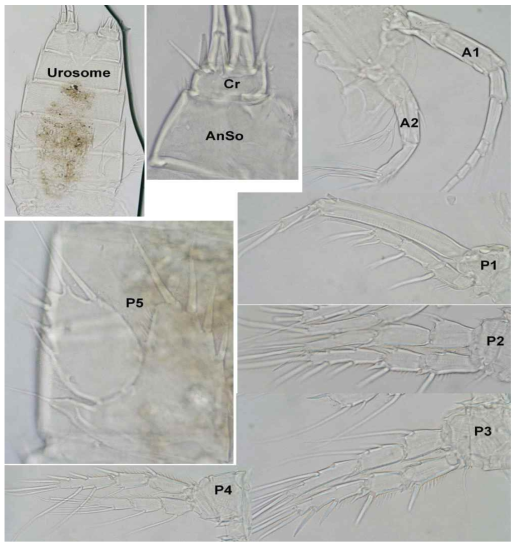 Light photographs of Sarsamphiascus nonwidoensis n. sp., showing urosome, caudal rami (Cr), anal somite (AnSo), and major appendages: antennule (A1), antenna (A2), first swimming leg (P1), second swimming leg (P2), third swimming leg (P3), fourth swimming leg (P4), and fifth leg (P5)