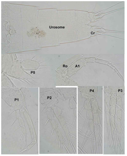 Light photographs of Sarsamphiascus parawidoensis n. sp., showing urosome, caudal rami (Cr), rostrum (Ro), and major appendages: antennule (A1), first swimming leg (P1), second swimming leg (P2), third swimming leg (P3), fourth swimming leg (P4), and fifth leg (P5)