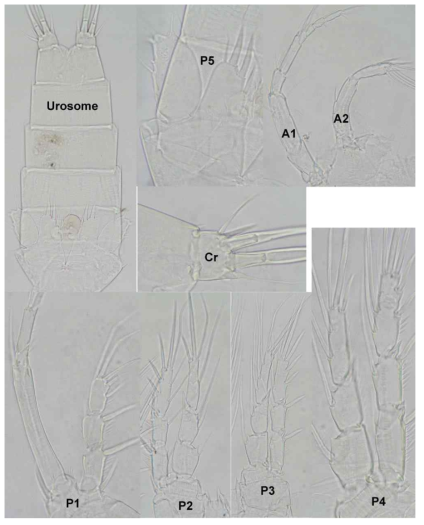 Light photographs of Sarsamphiascus unicus n. sp., showing urosome, caudal ramus (Cr), and major appendages: antennule (A1), antenna (A2), first swimming leg (P1), second swimming leg (P2), third swimming leg (P3), fourth swimming leg (P4), and fifth leg (P5)