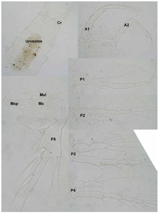 Light photographs of Esola bulbifera (Norman, 1911), showing female urosome with caudal rami (Cr), and major appendages: antennule (A1), antenna (A2), maxillula (Mxl), maxilla (Mx), maxilliped (Mxp), first swimming leg (P1), second swimming leg (P2), third swimming leg (P3), fourth swimming leg (P4), and fifth leg (P5)