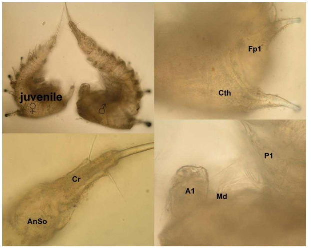 Light photographs of Laophontella horrida dentata Mielke, 1992, showing habitus in lateral view of one adult male and one juvenile female, and details of “horns” of cephalothorax (Ctx) and first free prosomite (Fp1), anal somite (AnSo), caudal rami (Cr), antennula (A1), mandibula (Md), and first swimming leg (P1). Note: specimens were not dissected