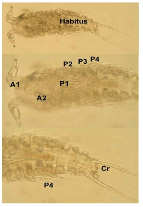 Light photographs of Laophontodes typicus Scott T., 1894, showing male habitus in ventral view, with caudal rami (Cr), and major appendages: antennule (A1), antenna (A2), first swimming leg (P1), second swimming leg (P2), third swimming leg (P3), and fourth swimming leg (P4). Note: specimen not dissected