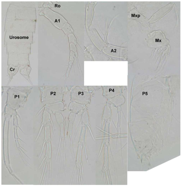 Light photographs of Phyllopodopsyllus thiebaudi santacruzensis Mielke, 1989, showing female urosome in ventral view with caudal rami (Cr), rostrum (Ro), and major appendages: antennule (A1), antenna (A2), maxilla (Mx), maxilliped (Mxp), first swimming leg (P1), second swimming leg (P2), third swimming leg (P3), fourth swimming leg (P4), and fifth leg (P5)