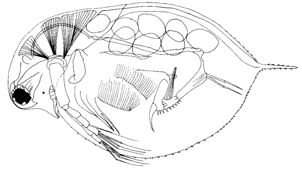 General view of parthenogenetic female