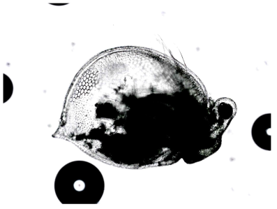 General view of parthenogenetic female