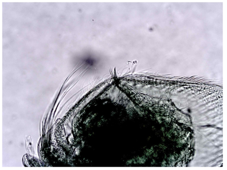 Ventral portion of body with postabdomen