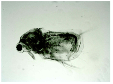 General view of parthenogenetic female