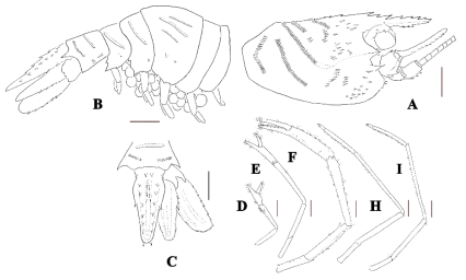 Odontozona arbur Saito, Okuno and Anker, 2017. A. Carapace; B, Pleon and telson; C. Dorsal views, sixth pleonite and telson; D-I, First to fifth pereopods. Scale bars: 1 mm