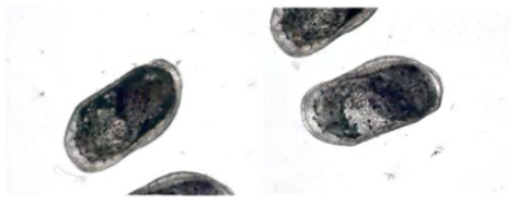 Loxocorniculum mutsuense microphotograph of left and right valves