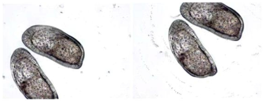 Pontocythere miurensis microphotographs of left and right valves