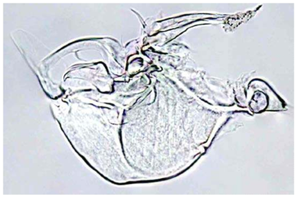 Obesostoma setosum microphotograph of the hemipenis