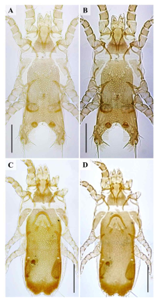 Avenzoaria punctata. A, dorsal view of male; B, ventral view of male; C, dorsal view of female; D, ventral view of female. Scale bars: 0.1 mm