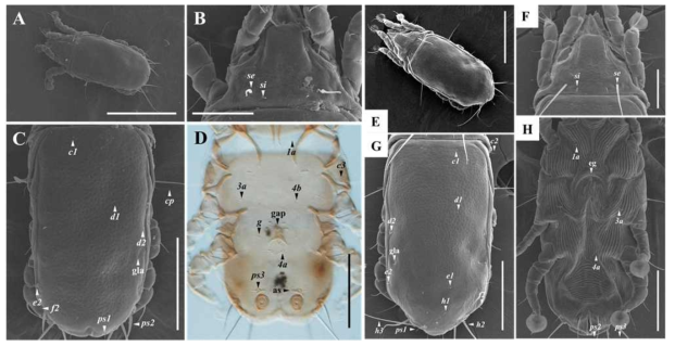 Bychovskiata hypoleuci. A, dorsal view of male; B, dorsal view of prodorsal shield in male; C, dorsal view of hysteronotal shield in male; D, ventral view of hysterosoma in male; E, dorsal view of female; F, dorsal view of prodorsal shield in female; G, dorsal view of hysteronotal shield in female; H, dorsal view of hysterosoma in female. as – adanal shield, eg – epigynum, gap – genital apparatus, gla – opening of dorsal hysteronotal glands