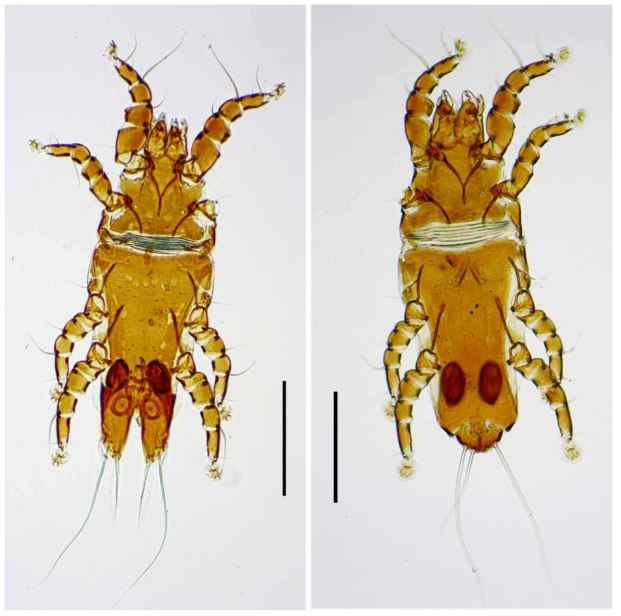 Montchadskiana buchholzi. A, dorsal view of male; B, dorsal view of female. Scale bars: 0.2nm