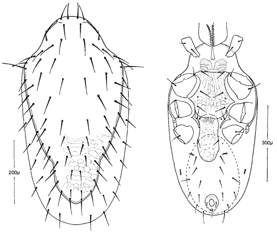 Gaeolaelaps queenslandicus (Womersley, 1956)