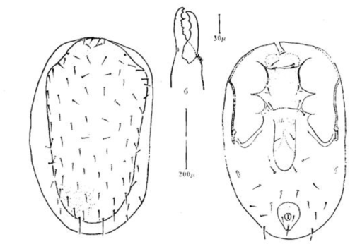 Gaeolaelaps aculeiferoides (Teng, 1982)