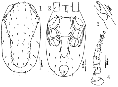 Gaeolaelaps zhoumanshuae (Ma, 1997)