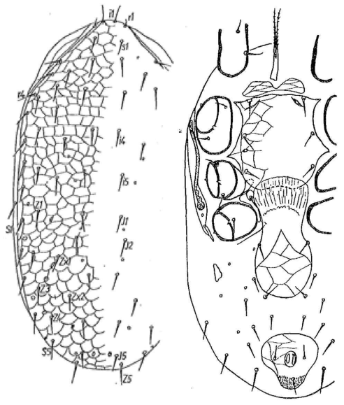 Gaeolaelaps similisetae (Karg, 1965)