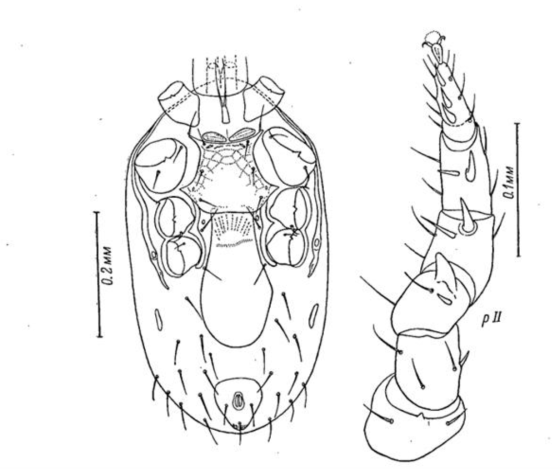 Euandrolaelaps karawaiewi (Berlese, 1903)