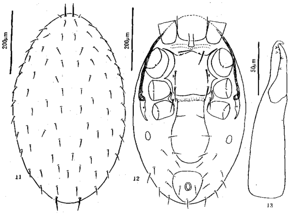 Gaeolaelaps (Hypoaspisella) debilis (Ma, 1996)