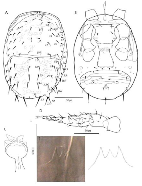 Asca bicornis Canestrini & Fanzago, 1887