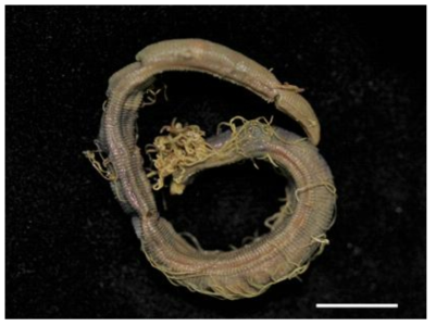 Timarete posteria n. sp., lateral view. Scale bars: 1.0nm